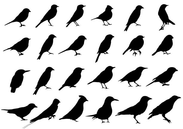 ilustrações, clipart, desenhos animados e ícones de coleção das silhuetas dos pássaros - birds