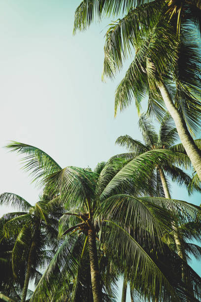 istock Vintage toned palm tree over sky background summer 1137408301