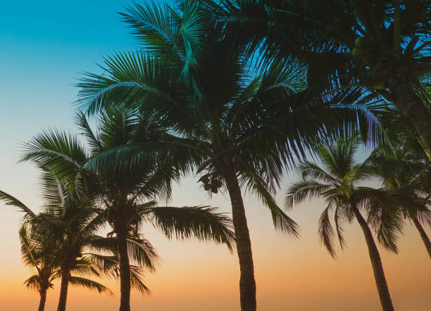 istock Vintage toned palm tree over sky background summer 1137408310