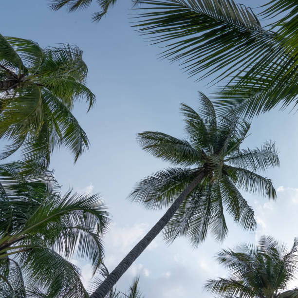istock Vintage toned palm tree over sky background summer 1137408410