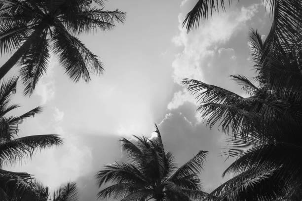 istock Vintage toned palm tree over sky background summer 1137408471