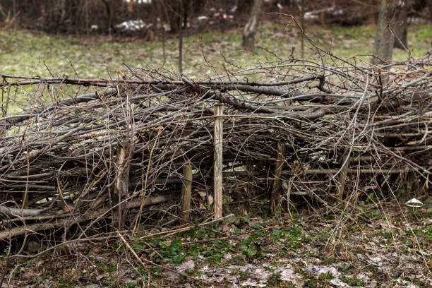 istock old fence of vines and branches 1137409394