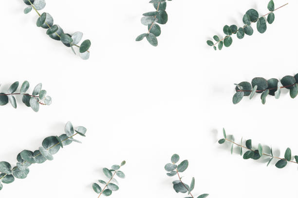 istock Eucalyptus leaves on white background. Frame made of eucalyptus branches. Flat lay, top view, square 1137409414