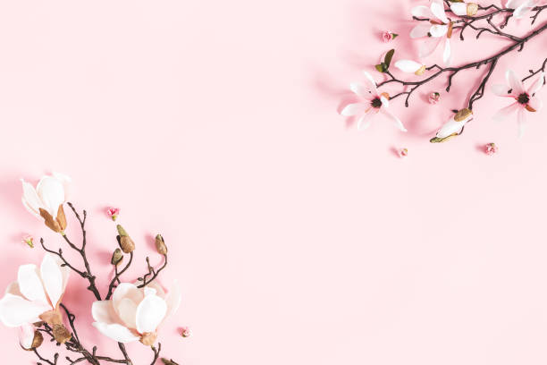 istock Flowers composition. Magnolia flowers on pastel pink background. Flat lay, top view, copy space 1137409419