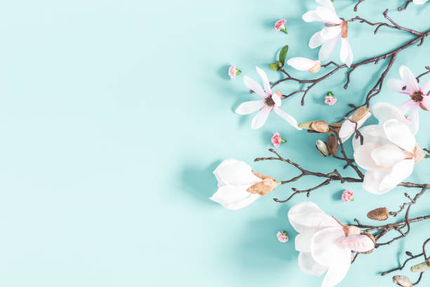 Flowers composition. Magnolia flowers on pastel blue background. Flat lay, top view, copy space Flowers composition. Magnolia flowers on pastel blue background. Flat lay, top view, copy space blossom stock pictures, royalty-free photos & images