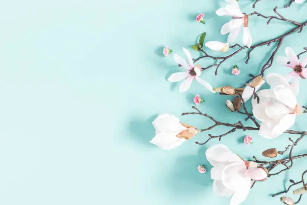 Photo of Flowers composition. Magnolia flowers on pastel blue background. Flat lay, top view, copy space