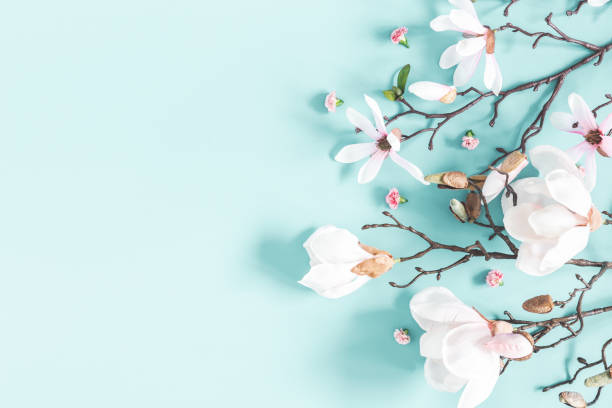 flowers composition. magnolia flowers on pastel blue background. flat lay, top view, copy space - magnolia blossom imagens e fotografias de stock