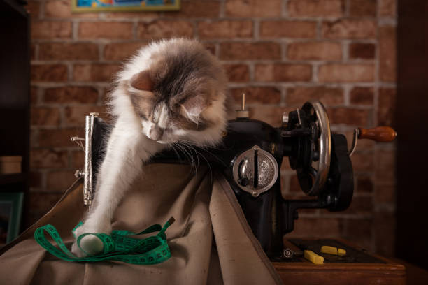 istock Fluffy cat plays and steals green measuring tape. Tailor workshop. Old sewing machine. 1137409692
