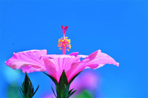 sky high hibiscus - invoke stock-fotos und bilder