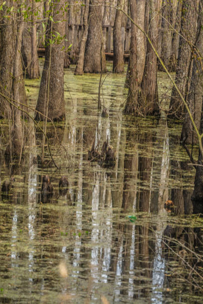 istock Cypress Cathedral in the Swamp 1137412127
