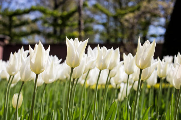 istock Tulips in Holland 1137412761