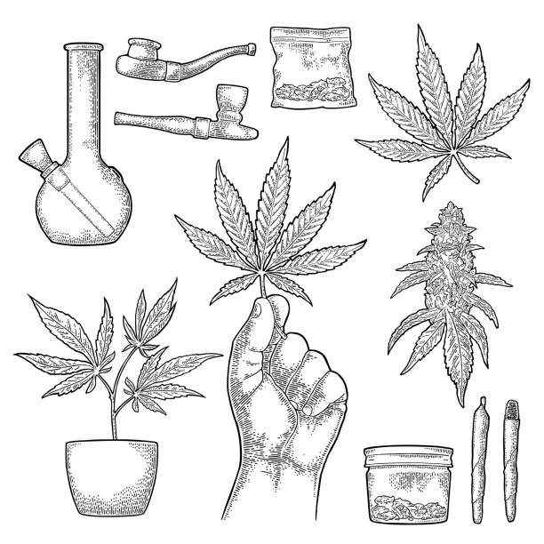 set marihuana. zigaretten, pfeife, feuerzeug, knospen cannabis. vintage-gravur - human joint illustrations stock-grafiken, -clipart, -cartoons und -symbole