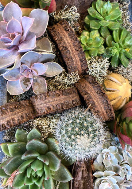 istock Succulent plant Echeveria 1137413871