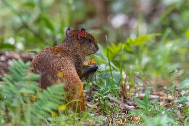 Agouti, animal Agouti, animal eating a fruit in the forest in Costa Rica dasyprocta punctata photos stock pictures, royalty-free photos & images