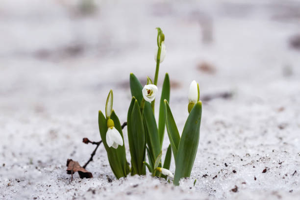 istock First tender primroses. Blooming delicate wild snowdrop in forest, spring flowers in snow. 1137414549