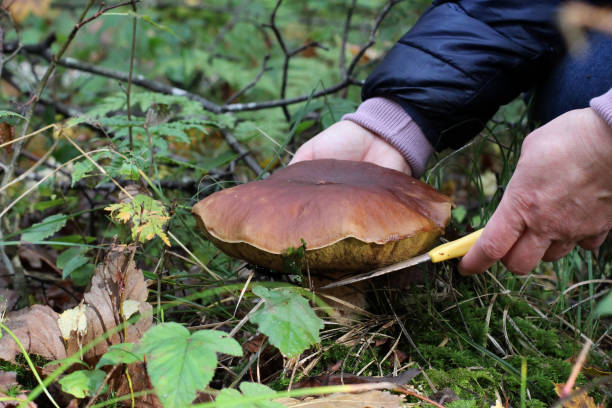 istock Mushroom cutting in the forest 1137415581