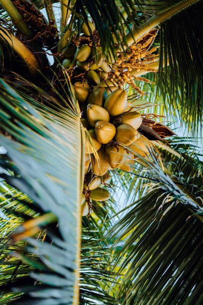 istock Fresh ripe coconut on the tree, coconut cluster on coconut tree. Palm tree branches 1137415956