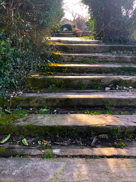 istock Wood Steps in garden 1137416532