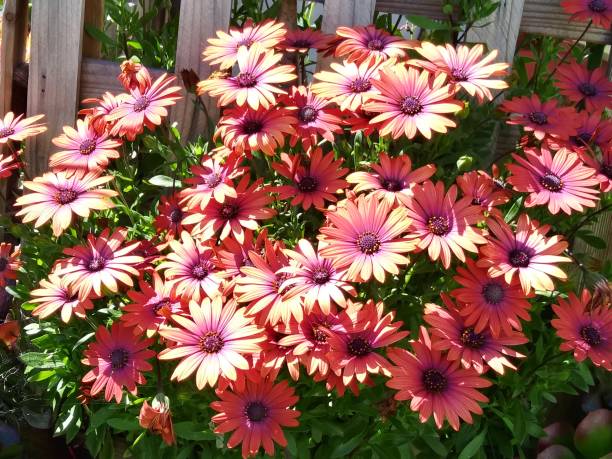 marguerite africaine-couleur orange vif fermé-belles fleurs au printemps - spring close up daisy yellow photos et images de collection