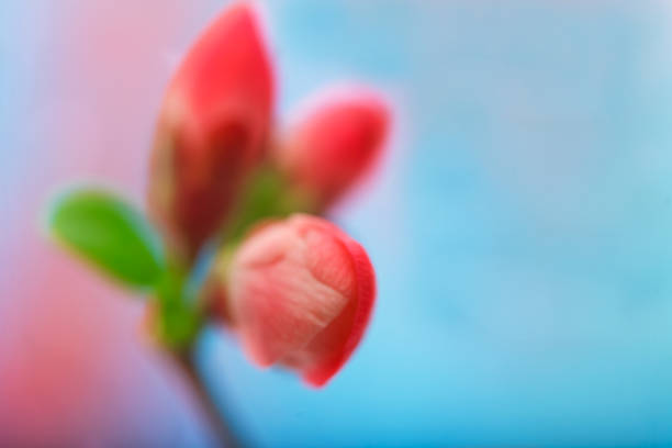 Red spring red buds and blooming flowers with copy space. Japanese quince blossom branch.