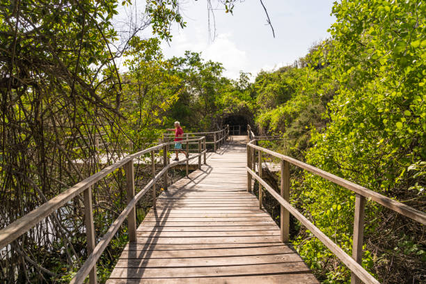 istock Senior man on elevated walkway in tropical forest 1137420018