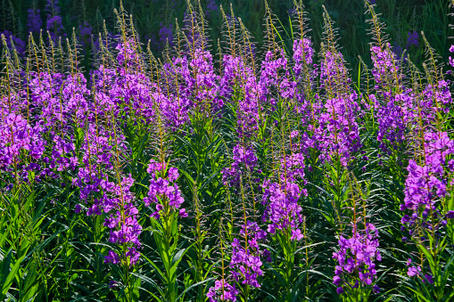 Big field of rosebay willowherb Chamerion angustifolium flowering with pink flowers