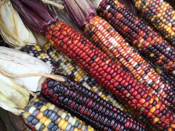 milho colorido indiano - indian corn - fotografias e filmes do acervo