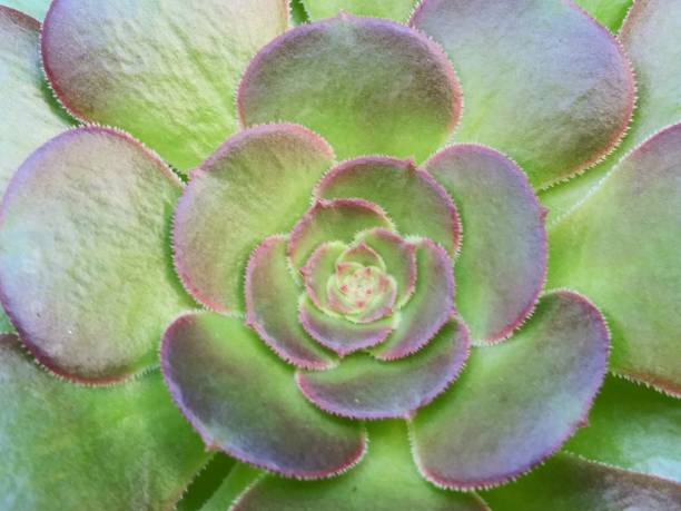 istock Succulent plant - closed up - beautiful spring 1137421169