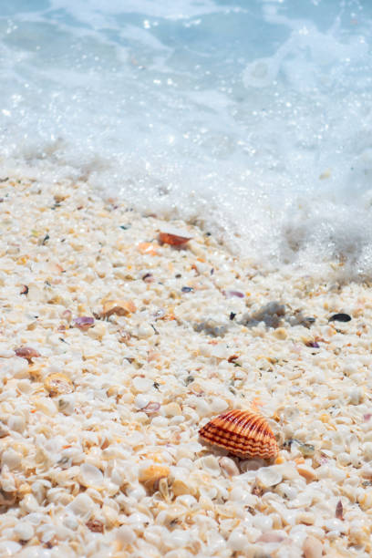istock Seashell beach by the sea 1137421653