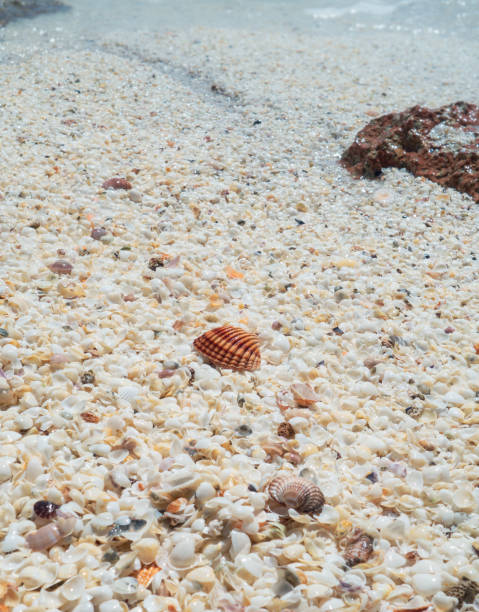 istock Seashell beach by the sea 1137421668