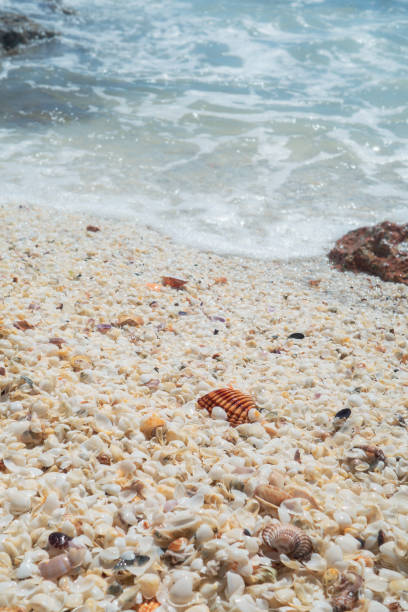 istock Seashell beach by the sea 1137422230