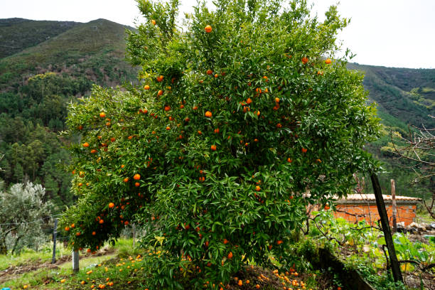 istock Tangerine tree in rural scene 1137422300