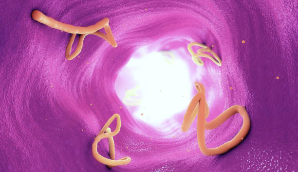 istock Tapeworm infestation in a human intestine - 3d illustration 1137423376