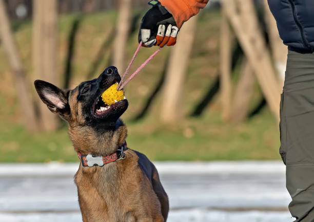 A man in gloves plays ball with a puppy of a Belgian Shepherd Malinois. Puppy pulls the ball and does not want to give it away.