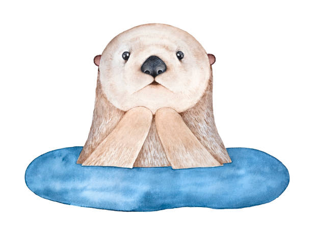 Cute Surprised Sea Otter Emerging From Water Symbol Of Faithfulness  Awakening Imagination Wild Life Hand Drawn Watercolour Sketchy Drawing On  White Background Cut Out Clip Art Design Element Stock Illustration -  Download