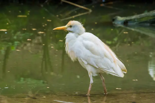 Photo of White cattle egret walking through the water, well spread heron around the world