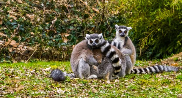 Photo of couple of ring tailed lemur monkeys hugging each other, adorable animal behavior