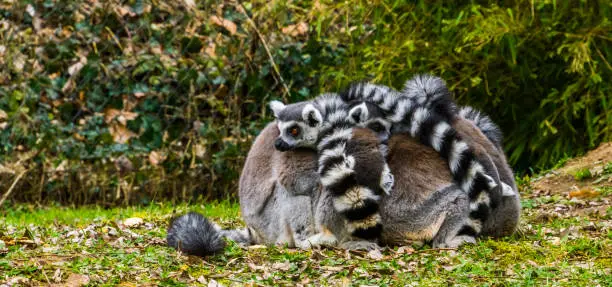 Photo of close group of ring tailed lemur monkeys hugging each other, funny and adorable animal behavior