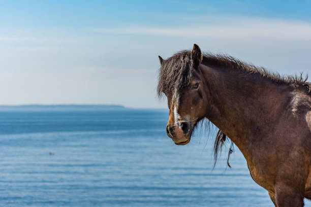 a close up of a brown horse standing on a cliff top, looking at the camera. - horse animals in the wild water beach imagens e fotografias de stock