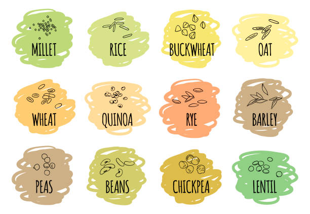 Set of cereals, grains and legumes Set of cereals, grains and legumes sketches: beans, peas, chickpea, lentil,  wheat, quinoa, rye, barley, millet, rice, buckwheat and oat. Hand drawn vector illustration. Isolated on white. Doodle buckwheat stock illustrations