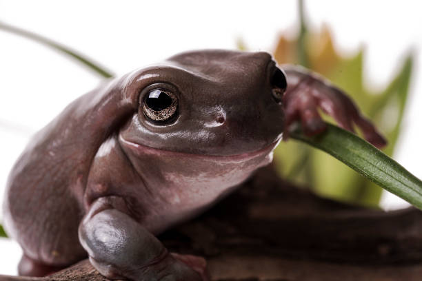 австралийская лягушка зеленого дерева или лягушка-свалка, litoria caerulea - whites tree frog стоковые фото и изображения