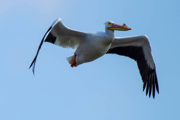 istock American White Pelican in flight 4849 1137433774