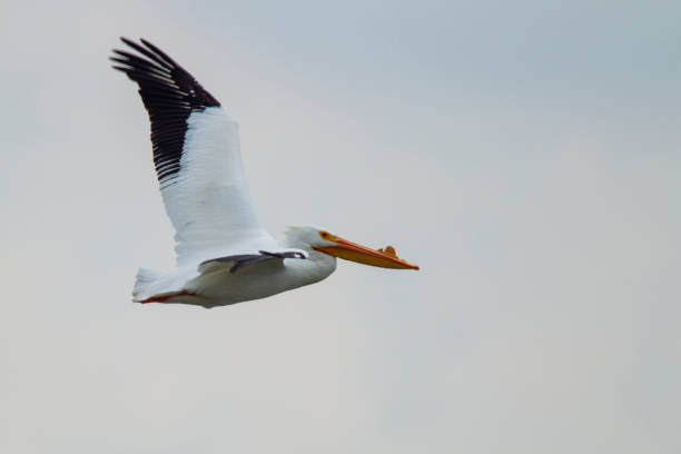 istock American White Pelican in flight 5192 1137433796