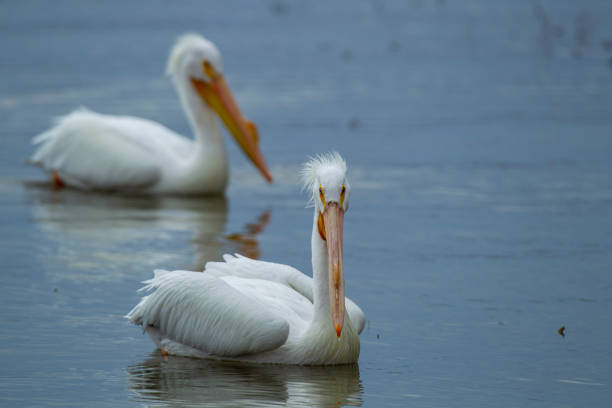istock American White Pelican 5270 1137433813