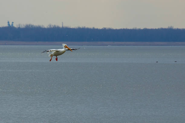 Emiquon Nature Preserve and Wildlife Refuge - American White Pelican (Pelecanus erythrorhynchos) in flight over water on a mostly cloudy day in central Illinois