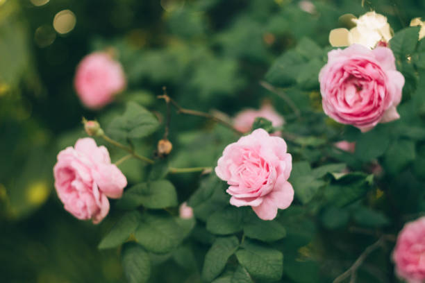 istock Blooming pink roses on branches in the garden. Soft focus, film effect, author processing. 1137434357