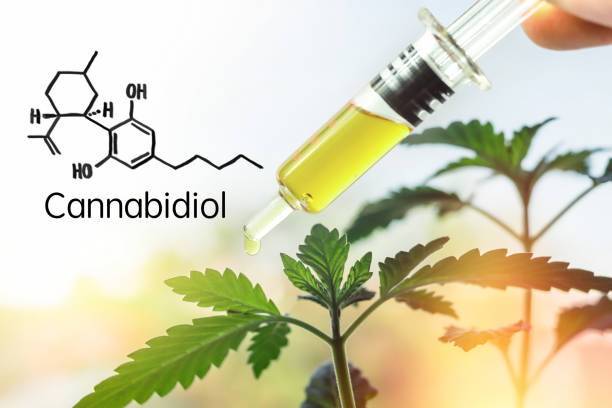 istock Hand holding Syringe with CBD Cannabidiol paste against Hemp plant, with molecule 1137435359