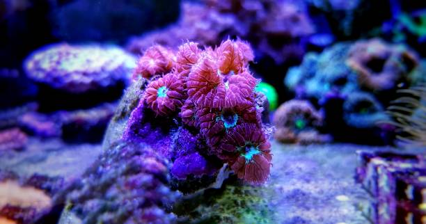 istock Pink Blastomussa LPS Coral - (Blastomussa merletti) 1137435463