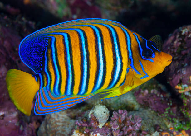 Tropical Fish stock photo