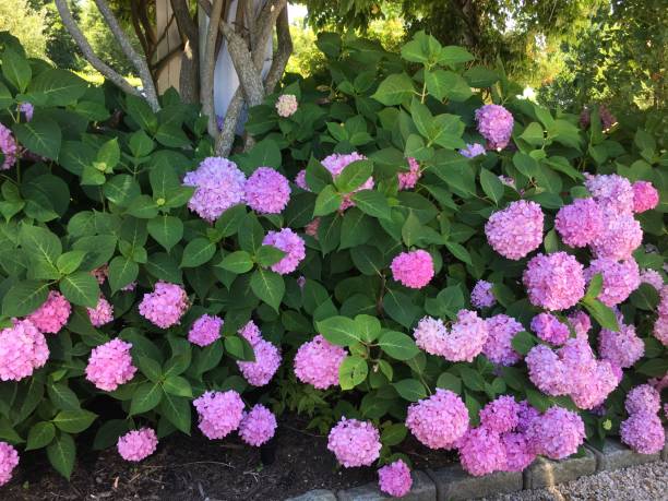 istock Pink Snowball Bush 1137440283